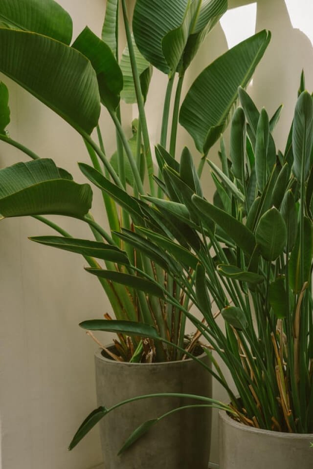 plants shop product gallery img 011 plants shop product gallery img 011